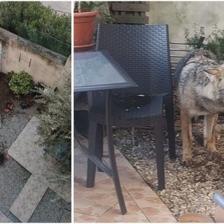 Savona, spunta un lupo in via Firenze: le immagini del ritrovamento (FOTO e VIDEO)