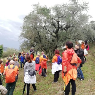 Andora e Arnasco, domenica 18 novembre la &quot;Camminata tra gli olivi&quot;