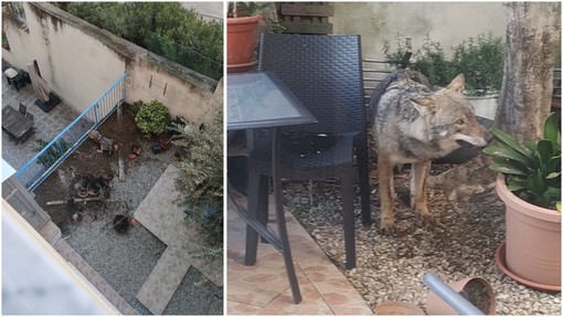 Savona, spunta un lupo in via Firenze: le immagini del ritrovamento (FOTO e VIDEO)