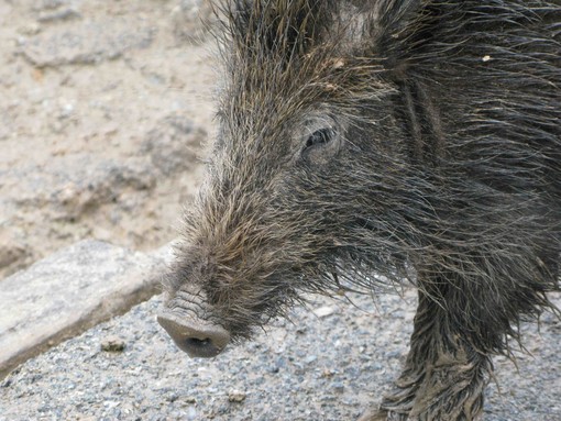 Cinghiale si, cinghiale no: rissa sfiorata tra camperisti