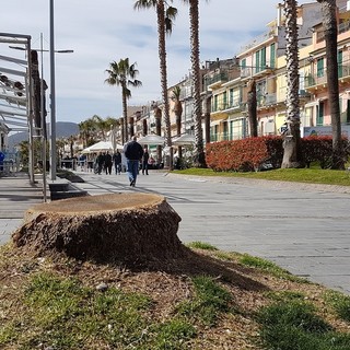 Loano, nuove palme in arrivo sulla passeggiata a mare