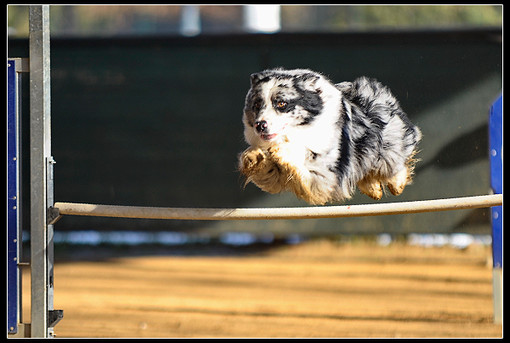 A Pallare prova nazionale di Agility Dog