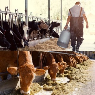 Regione, 130 mila euro per sostenere le aziende zootecniche liguri