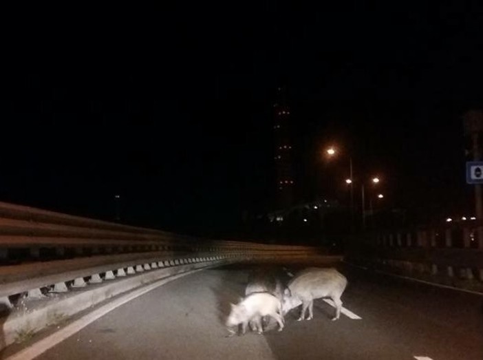 Cinghiali sulla superstrada Savona - Vado Ligure (VIDEO)