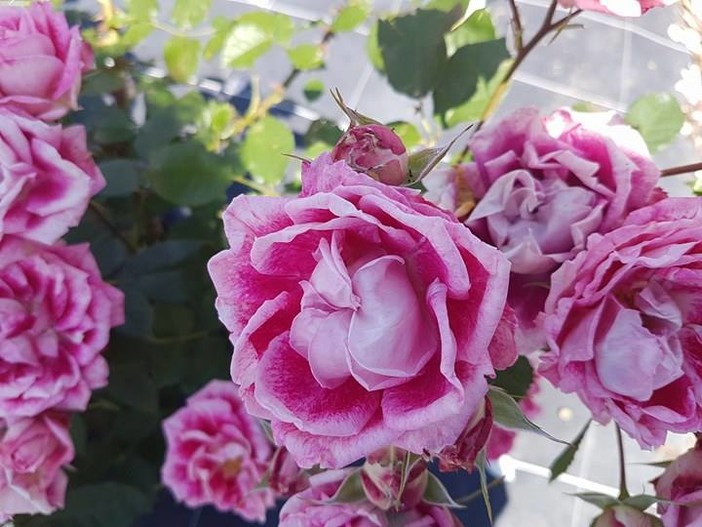 A San Valentino si regalano i fiori che vengono dall'estero secondo un'indagine AsproFlor