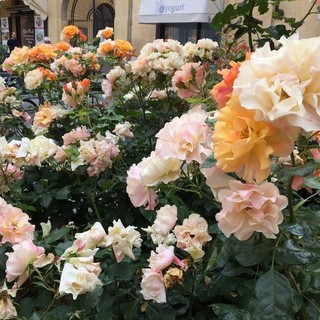 Albenga, per la Festa della Mamma in vendita i fiori ingauni con Fondazione ANT