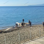 Finale, rimossa la carcassa di balenottera spiaggiata: sarà destinata all'incenerimento