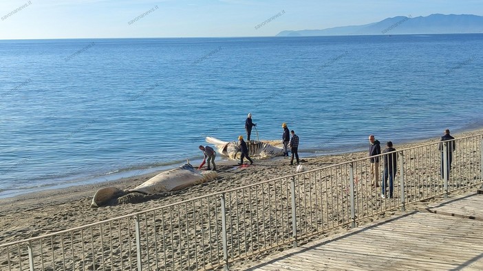 Finale, rimossa la carcassa di balenottera spiaggiata: sarà destinata all'incenerimento