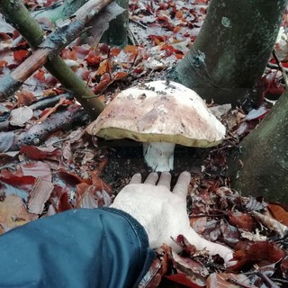 Cercatore di funghi trova un porcino da quasi 9 etti nella zona sopra Albenga (FOTO)