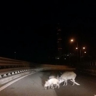 Cinghiali sulla superstrada Savona - Vado Ligure (VIDEO)