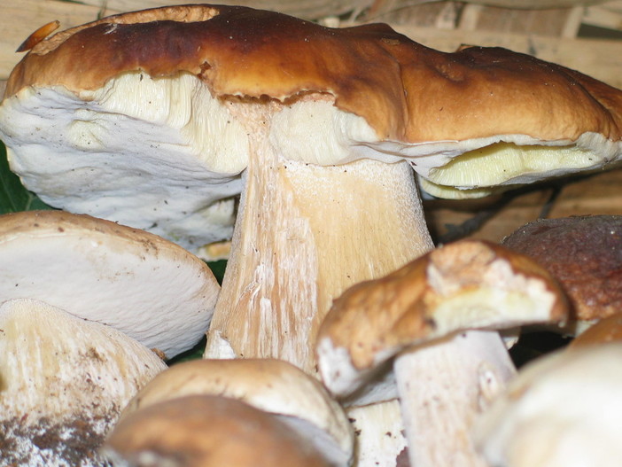 Cercatore di funghi pegliese disperso da ieri