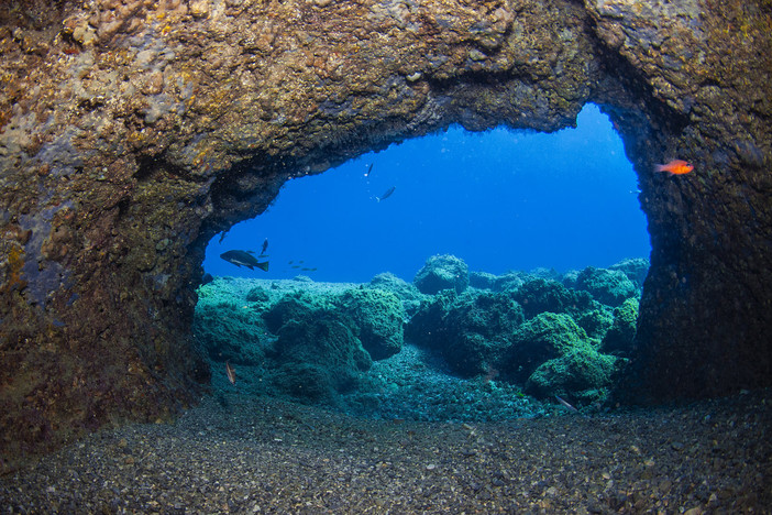 Area Marina Protetta di Bergeggi, dopo un anno di stop torna la telecamera subacquea che aiuta la scienza