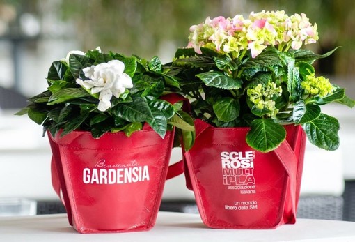 Anche in Provincia di Savona la campagna &quot;Benvenuta Gardensia&quot; dedicata alle donne con sclerosi multipla