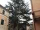 Zuccarello: ecco l'albero di Natale tra i più alti d'Italia