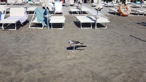 Mascotte in spiaggia ad Alassio: giovane gabbiano coccolato dai bagnanti