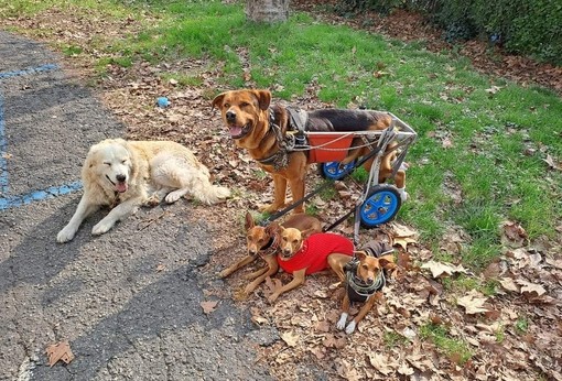 Presunta minaccia di sparare ad un cane, l'artista di strada Mara Gobbato: &quot;Spero che qualcuno si faccia avanti e dica cosa ha visto realmente&quot;