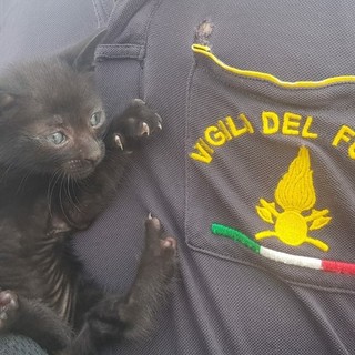 Savona: gattino intrappolato nel vano motore di una macchina, salvato dai vigili del fuoco