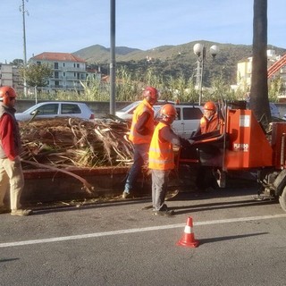 Albenga, potatura e messa in sicurezza delle palme in via Lungocenta