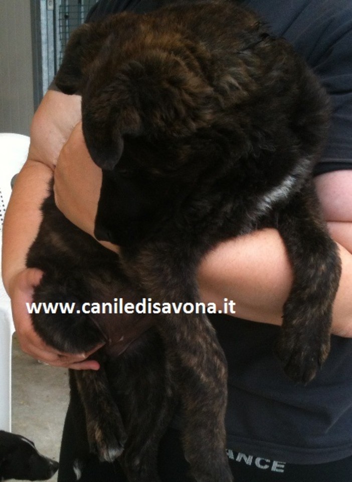 Savona, tre cuccioli di cane abbandonati in pieno centro