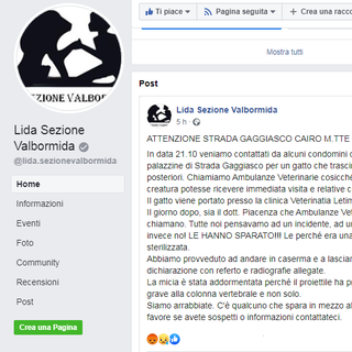 Cairo, gatta ferita da colpi di arma da fuoco. La denuncia dell'associazione Lida: &quot;Se avete informazioni contattateci&quot;