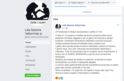 Cairo, gatta ferita da colpi di arma da fuoco. La denuncia dell'associazione Lida: &quot;Se avete informazioni contattateci&quot;