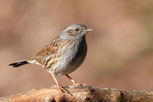 La passera scopaiola nello scatto di Enrico Ruggeri