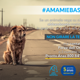 #AmamieBasta: Lndc Animal Protection e Anas insieme per la campagna antiabbandono animali e incidenti stradali