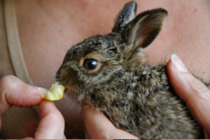 La Protezione Animali savonese contro il calendario venatorio regionale: &quot;Violata la Costituzione e la normativa di settore&quot;