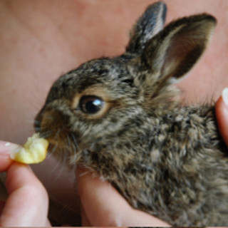 La Protezione Animali savonese contro il calendario venatorio regionale: &quot;Violata la Costituzione e la normativa di settore&quot;