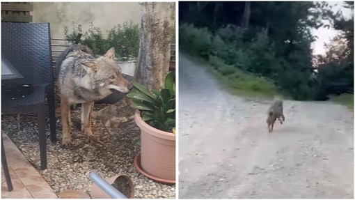 Savona, il lupo Elwood torna nei boschi: a marzo era caduto in un giardino in via Firenze