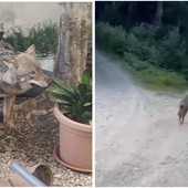 Savona, il lupo Elwood torna nei boschi: a marzo era caduto in un giardino in via Firenze