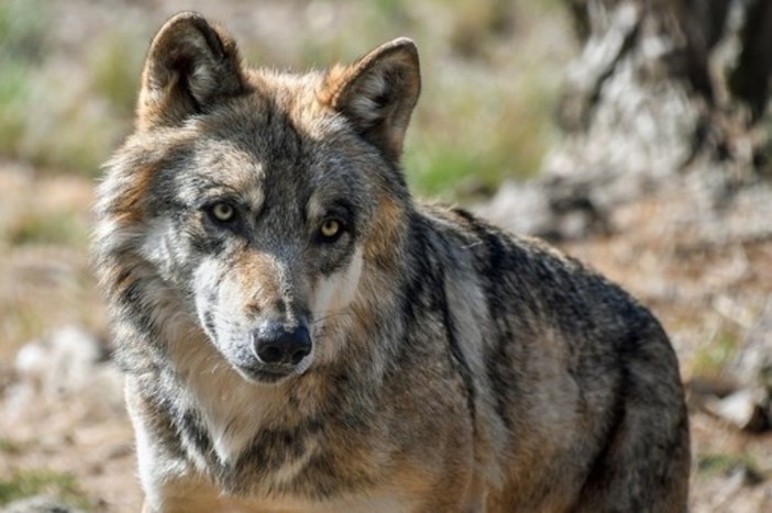 Convenzione Berna degrada il lupo a specie 'protetta'