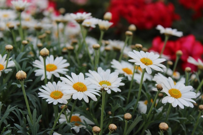 &quot;Margherita per AIRC&quot; - Un fiore per la ricerca:  dal 6 marzo al 25 aprile nei Centri di Giardinaggio AICG