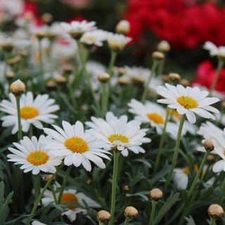 &quot;Margherita per AIRC&quot; - Un fiore per la ricerca:  dal 6 marzo al 25 aprile nei Centri di Giardinaggio AICG