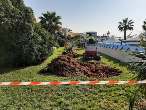 Manutenzione straordinaria del verde ad Albissola, verranno riqualificate le aiuole e piantumati nuovi alberi (FOTO)