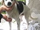Accudito dall'Enpa un cane ammalato abbandonato a Celle Ligure: &quot;Atto ingnobile&quot;