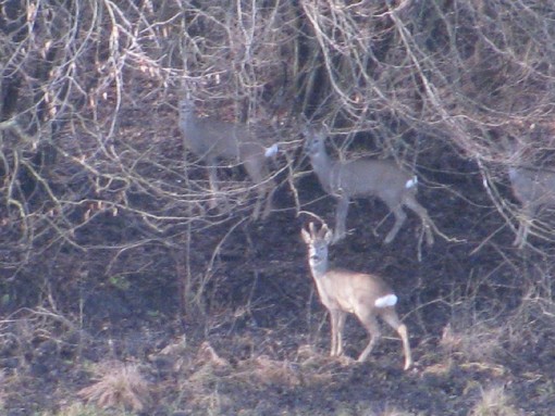 Enpa: il macello della fauna selvatica prosegue