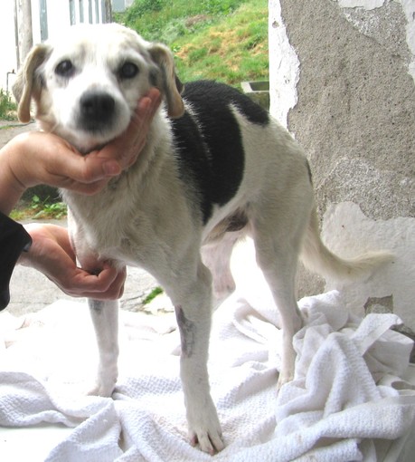 Accudito dall'Enpa un cane ammalato abbandonato a Celle Ligure: &quot;Atto ingnobile&quot;