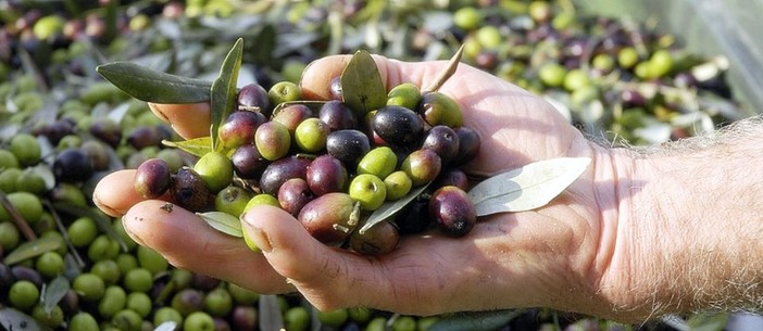 IGP olive taggiasche, Toti e Piana: &quot;L'ok del ministero suggella un traguardo storico che valorizza ulteriormente i prodotti del nostro territorio&quot;