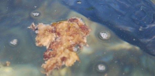 Arpal rileva la fioritura dell'alga Osteopsis Ovata, fase di allerta ma nessun pericolo