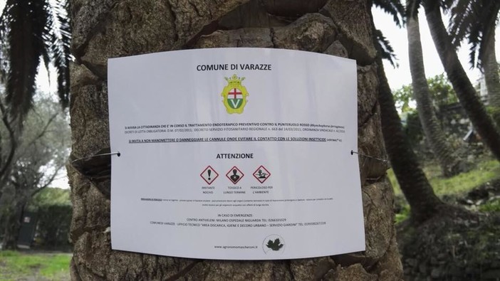 Varazze dichiara guerra al punteruolo rosso: al via un trattamento preventivo su 50 palme &quot;Phoenix Canariensis&quot; (VIDEO)