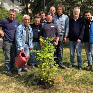 Pietra, una magnolia in memoria di Mauro Peruzzo (FOTO)