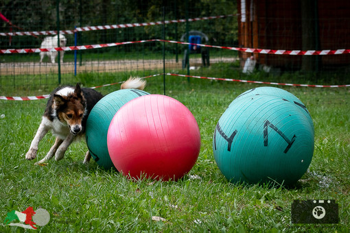 Cani a Petsfestival 2022, per divertirsi insieme