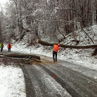 Plodio: la neve fa cadere rami e piante, la Protezione civile libera le strade (FOTO e VIDEO)