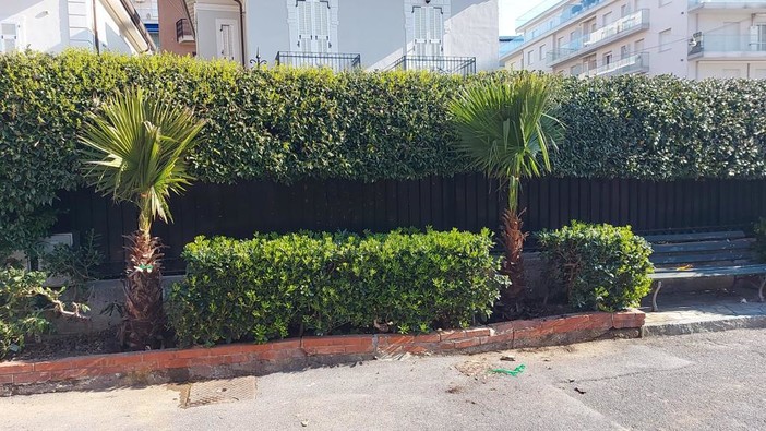 Alassio, 20 nuove palme nel viale omonimo (FOTO)