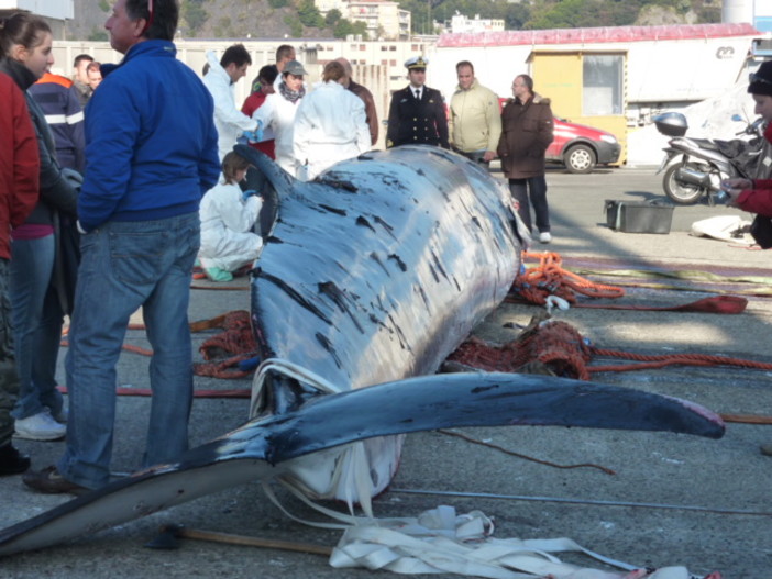 Dove andava la balena? E ora, cosa se ne fanno? (le foto)