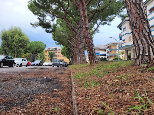 Loano: interventi in via Petrarca, al parco Don Leone Grossi e in piazza Antonio da Noli. Al via la sostituzione di 15 alberi malati