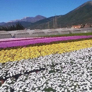 Nella sala San Carlo la conferenza &quot;Passato e Presente della Floricoltura Albenganese&quot;