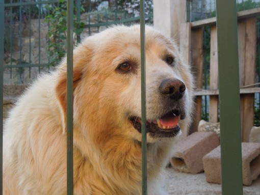 Stellanello, due &quot;orfani&quot; a 4 zampe cercano casa