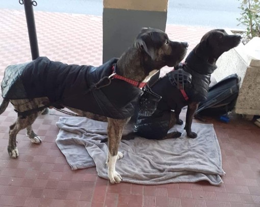 Cane ucciso da due coltellate, raccolti 1672 euro per il proprietario dalla comunità di Albissola